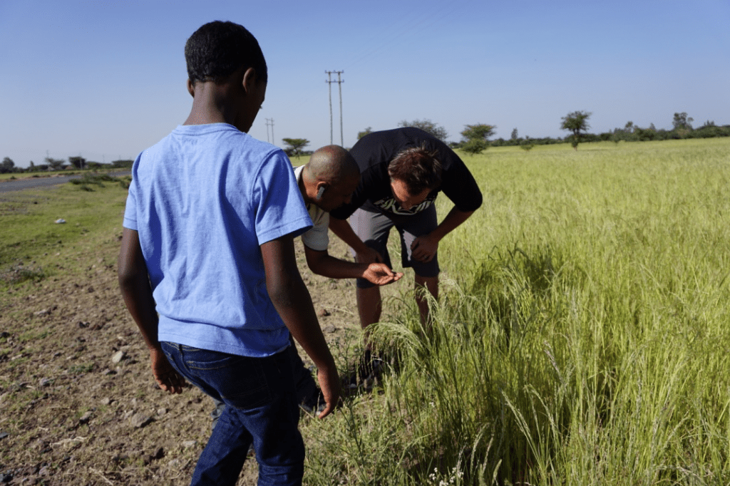 teff_fields_ethiopia