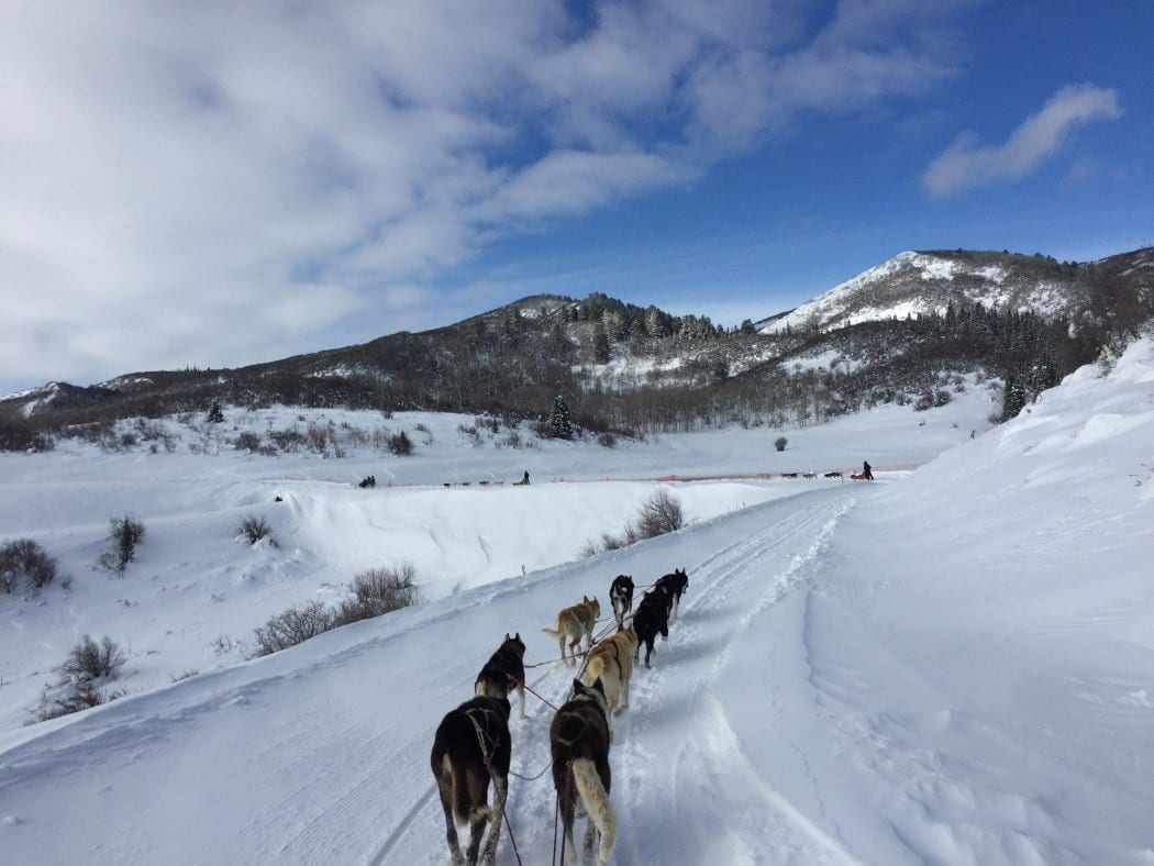 Dog Sledding Colorado A Once in a Lifetime Experience!
