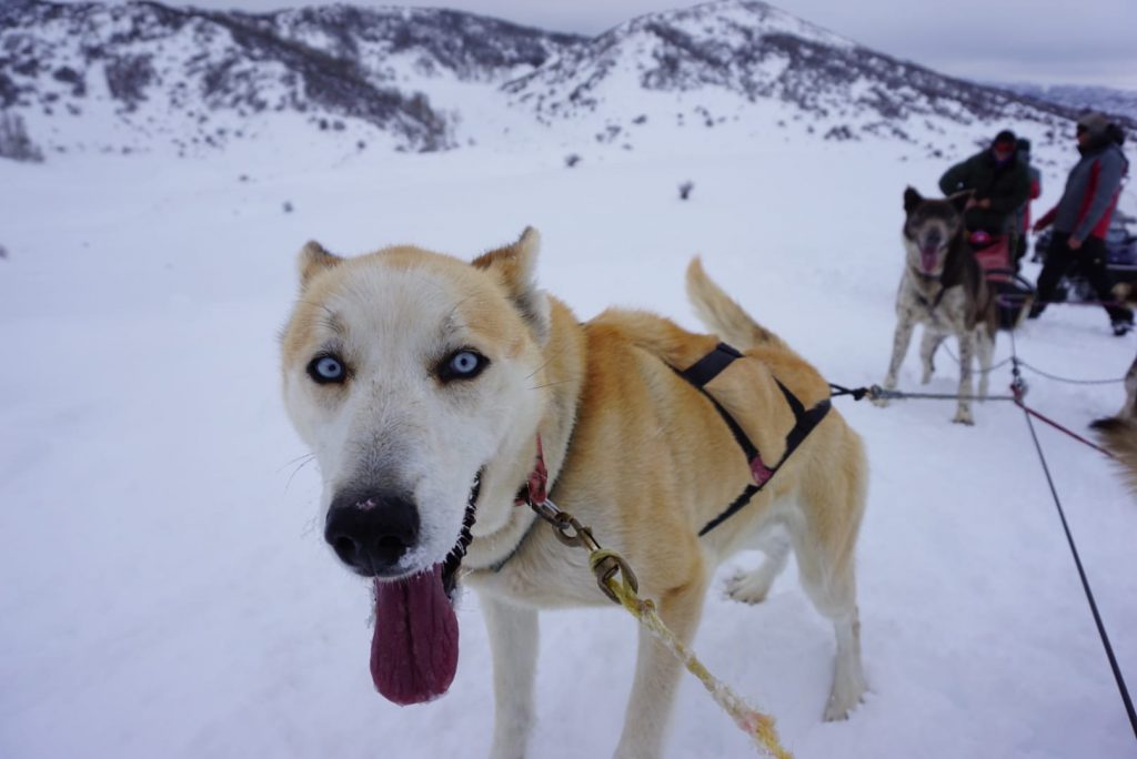 Alaskan Huskies Dog Sledding in CO | Global Munchkins