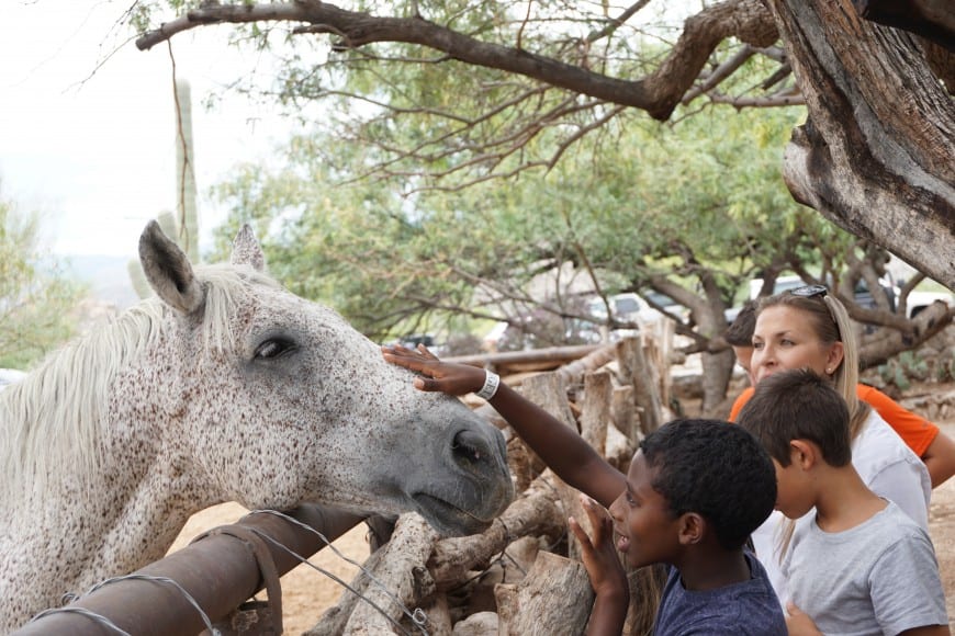 Petting a Horse | Things to do in Palm Springs | Global Munchkins