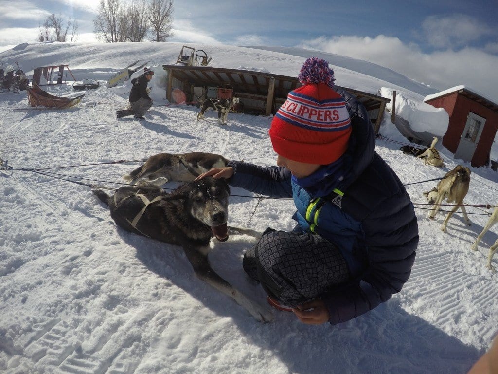 Alaskan Huskies Dog Sledding in CO | Global Munchkins