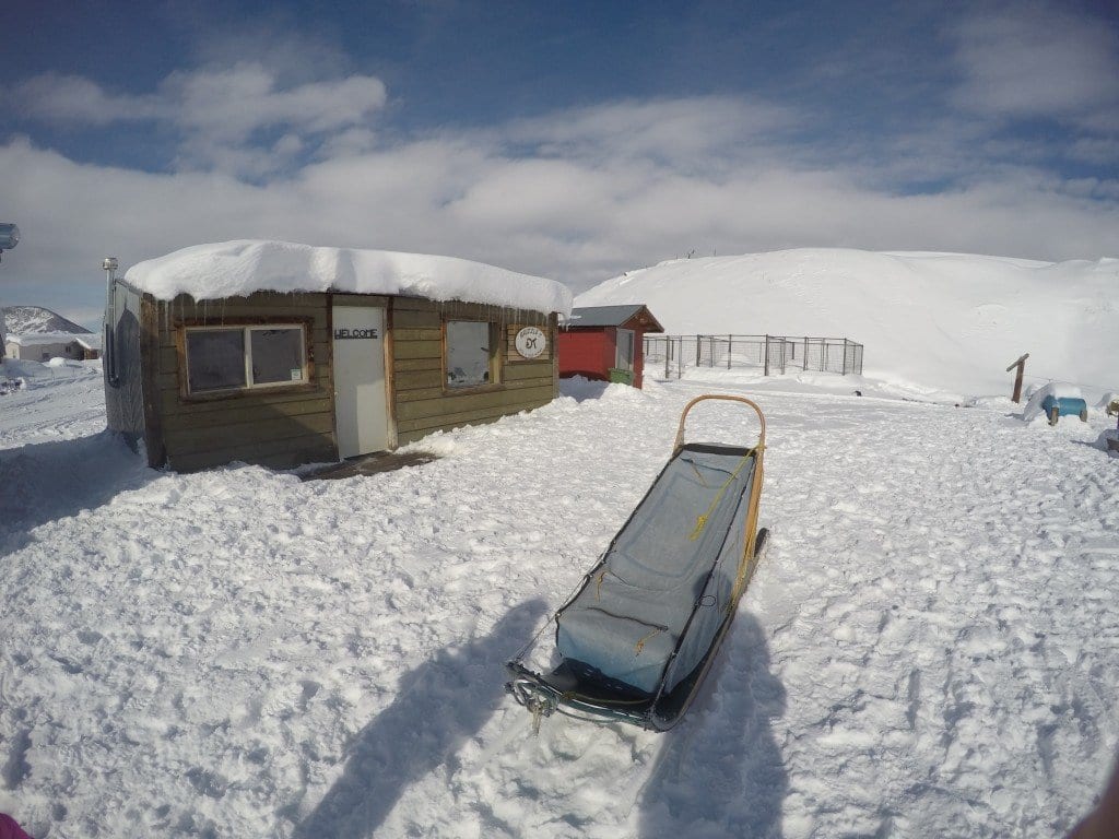 Alaskan Huskies Dog Sledding in CO | Global Munchkins