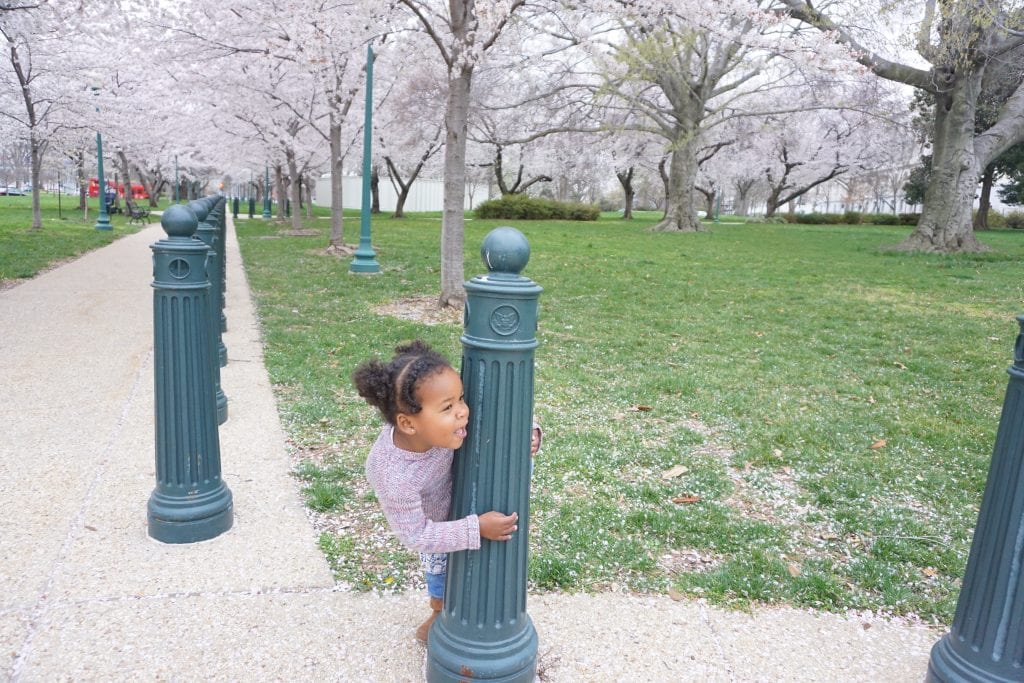 Cherry_Blossoms_DC