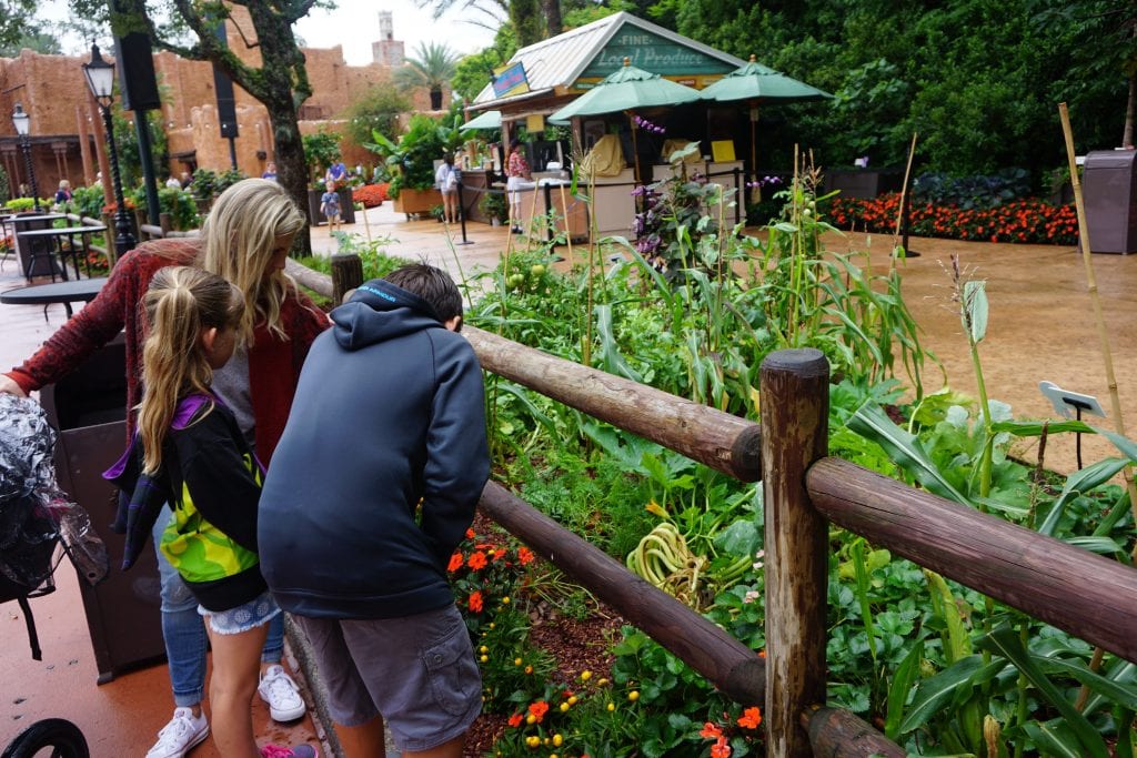 Kids looking at a Garden at Epcot's International Flower and Garden Festival | Global Munchkins