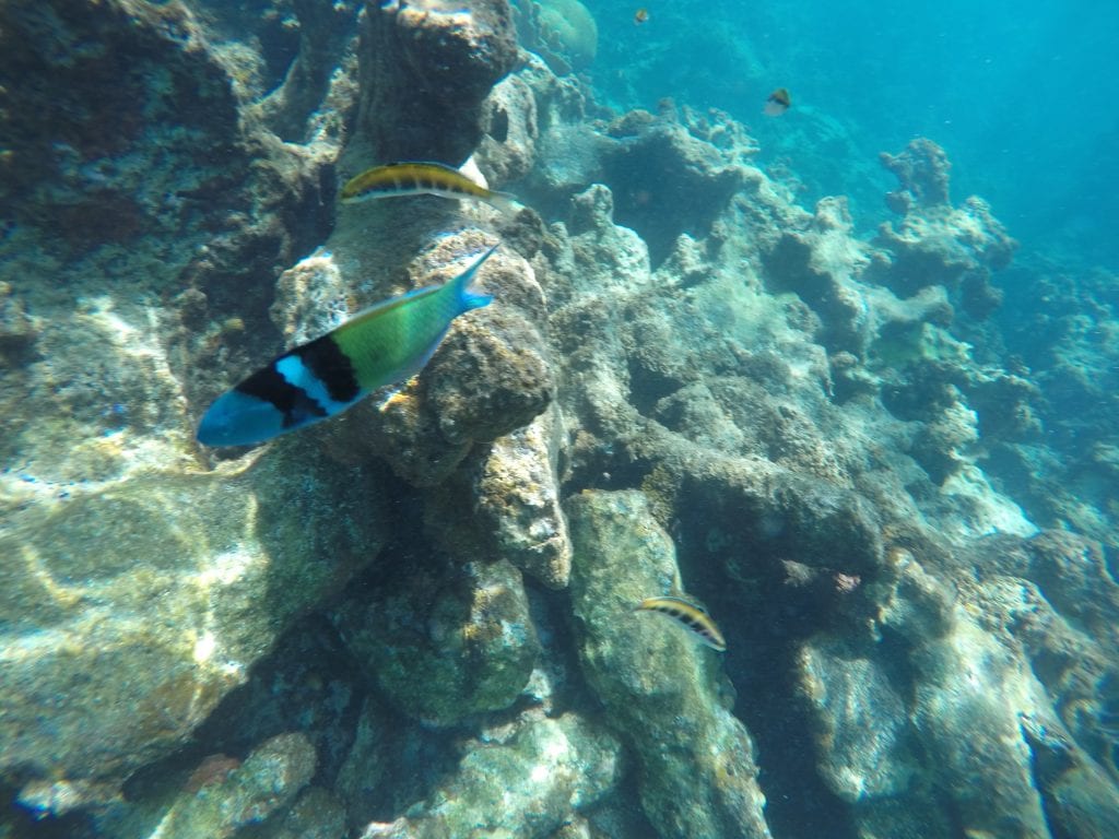 Fish on our snorkel trip at El Con Resort