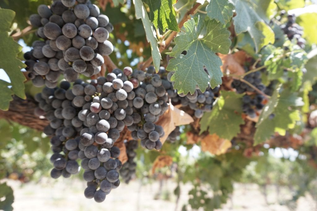 Gorgeous grapes growing on the vine at Temecula Wineries in California | Global Munchkins