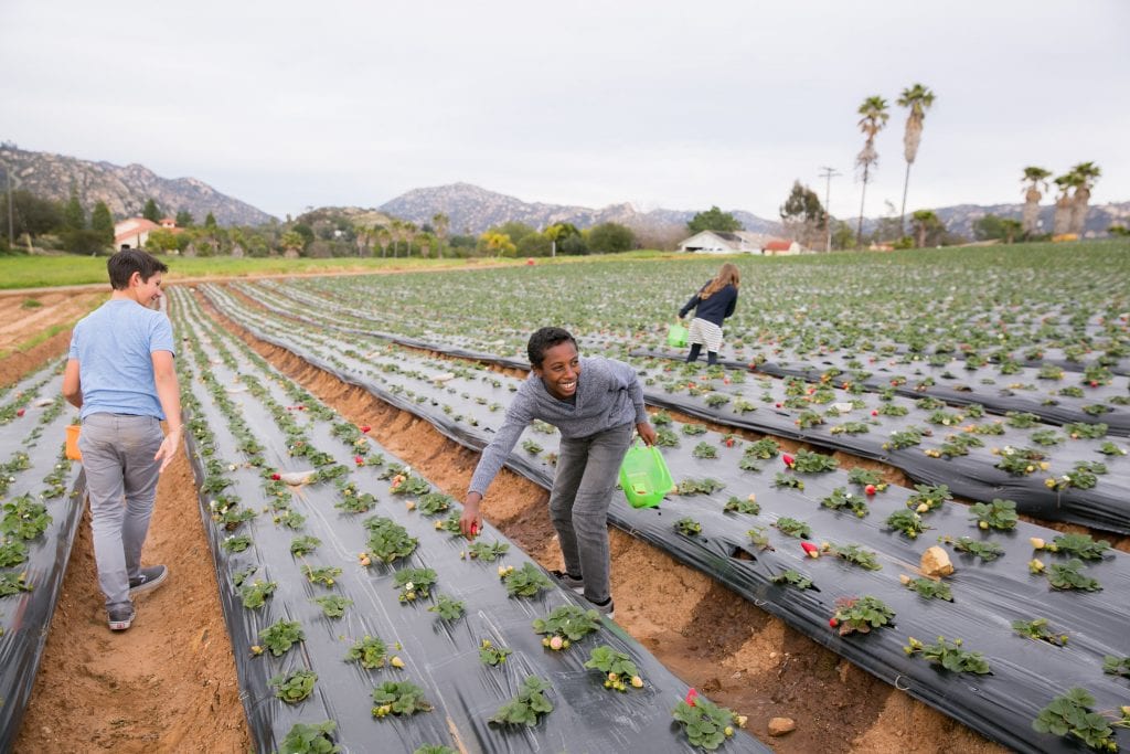 Strawberry Picking at Kenny's Strawberry Farm