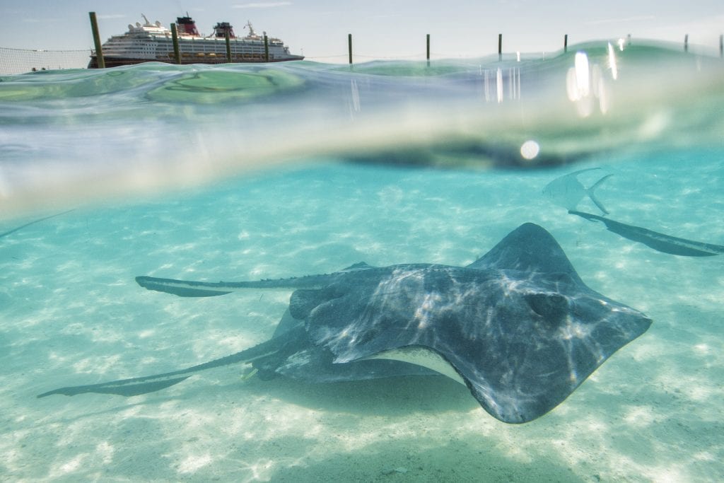 At Disney’s private island paradise, Castaway Cay, guests have the exciting opportunity to swim and interact with Southern Stingrays in a private lagoon. (Matt Stroshane, photographer)