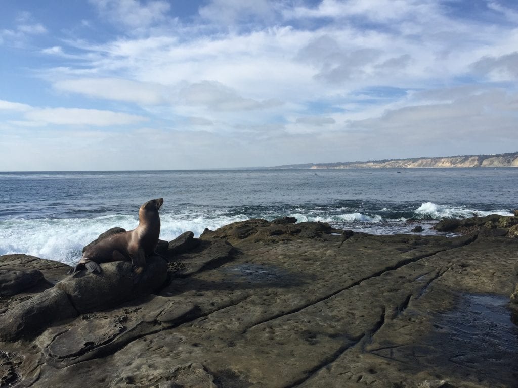 Check out the TOP 40 Things to do in San Diego with Kids and 20 of them are FREE! These are the best San Diego attractions for kids in San Diego. You will discover the off-the-beaten-path local favorites to help you plan your best San Diego vacation with kids. Click through to the post to see the list and get ALL the information you need to plan your San Diego vacation.