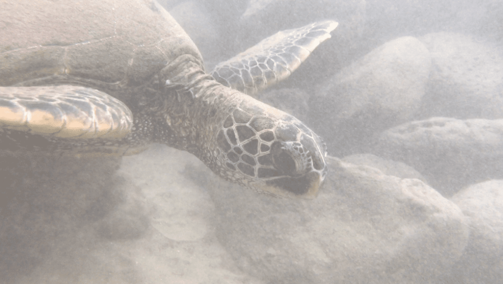 An Insider's Guide To Turtle Beach, Maui - Going Awesome Places