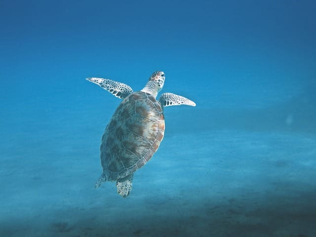 maui snorkeling - sea turtles