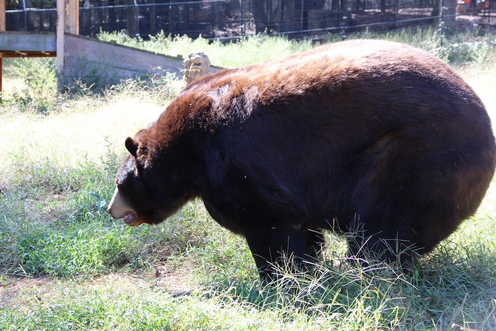 Noahs Ark Zoo