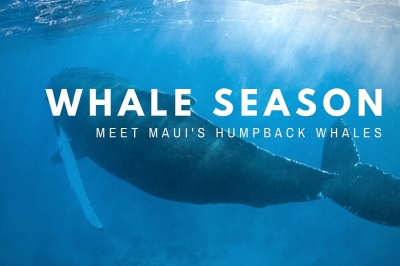 whales in maui & maui whale watching season