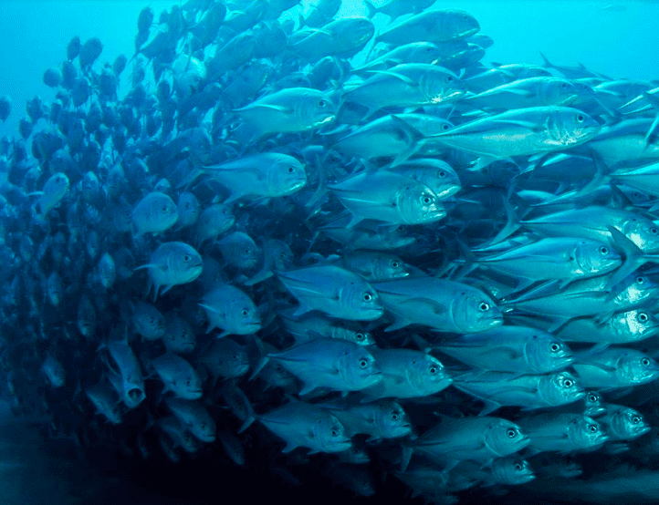 Sea Life Aquarium