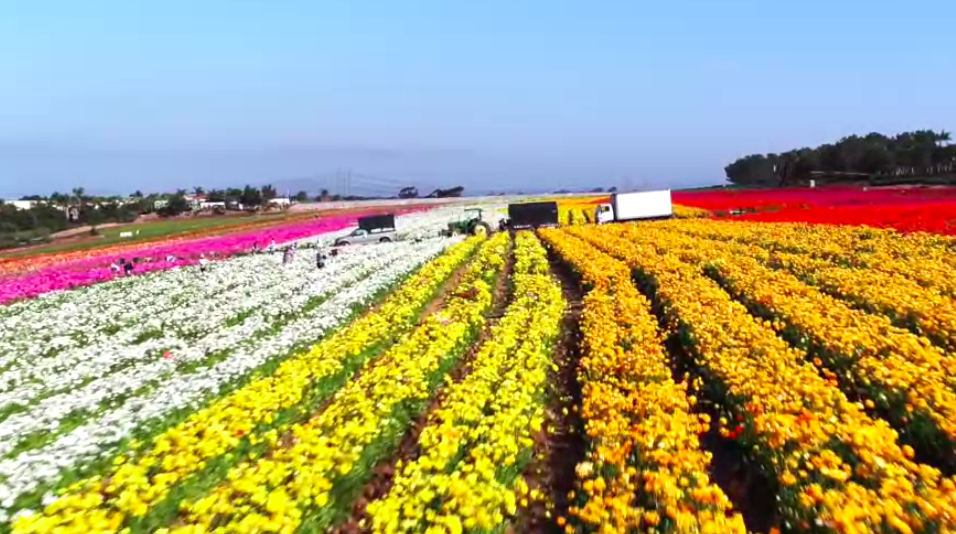 Flower Fields Carlsbad