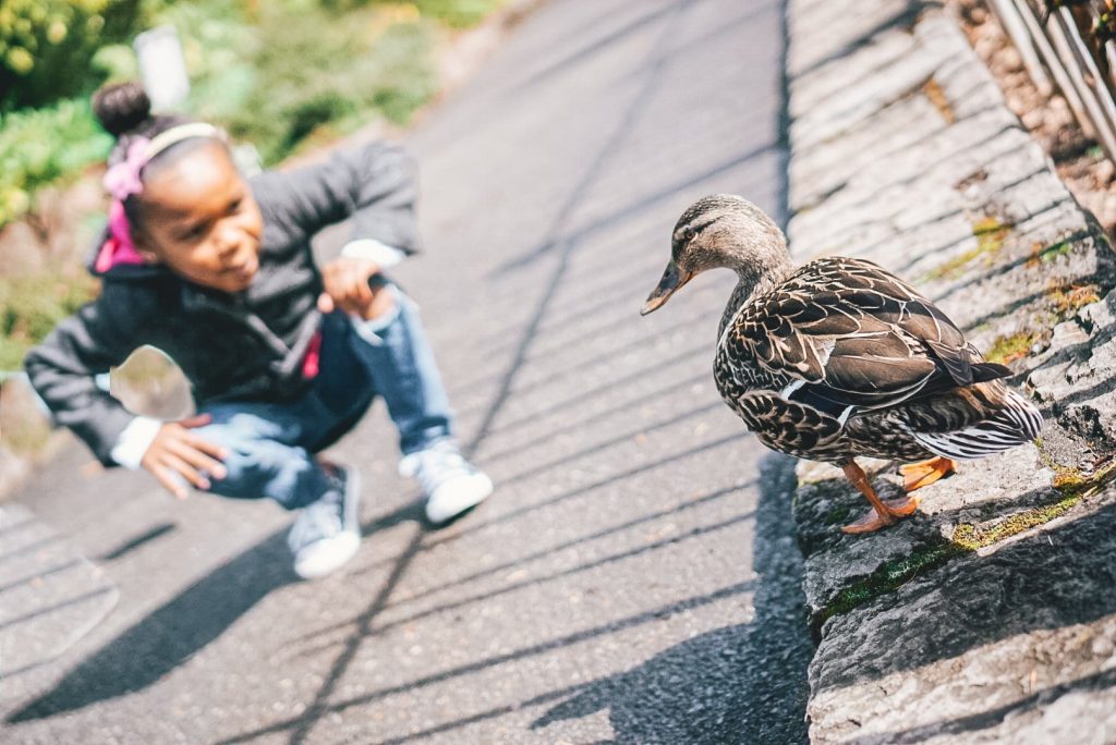 Things to do in Portland with Kids - See the Ducks