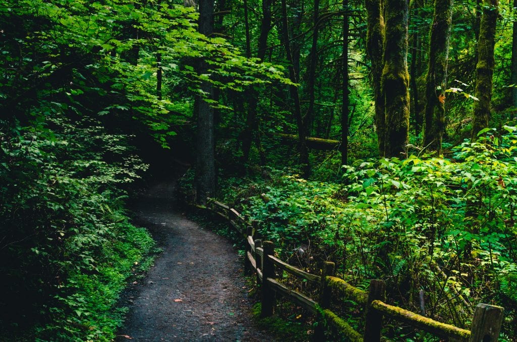 Best Portland Hikes - Hoyt Arboretum