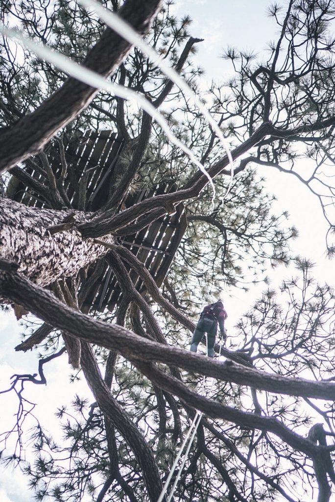 Rappeling from a Pine tree at Pacific Crest