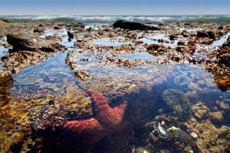 san diego tidal pools