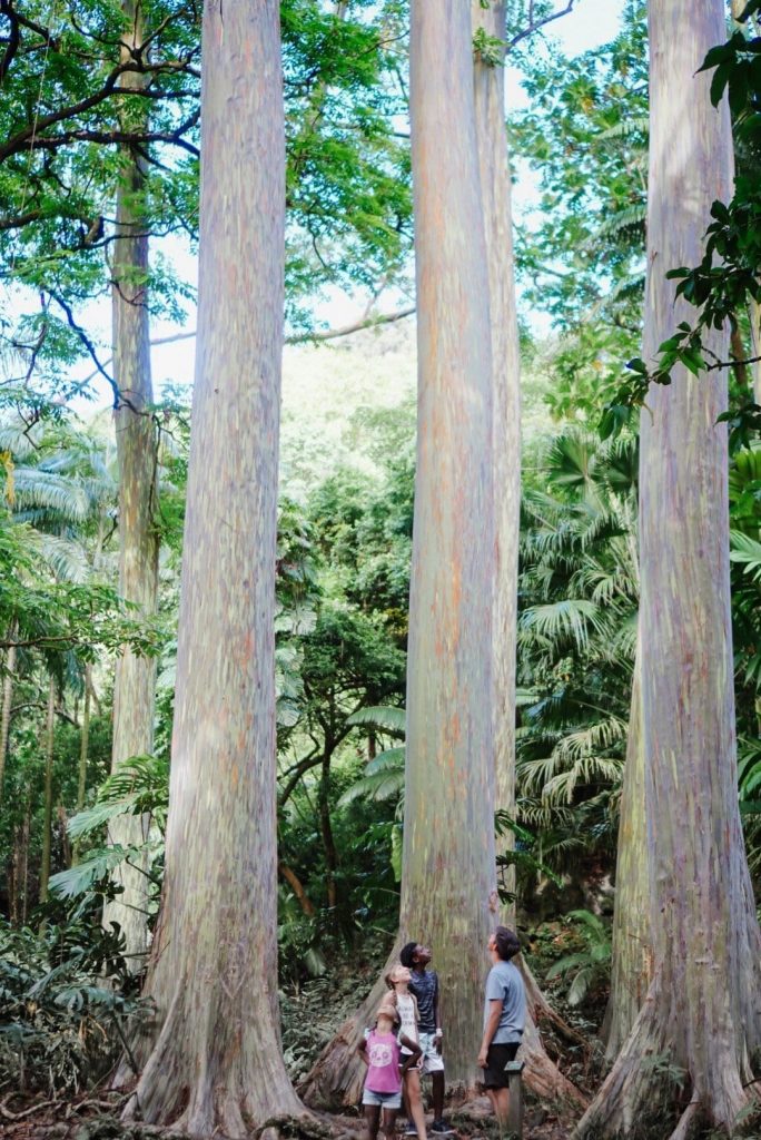 Road to Hana Stops - Rainbow Eucalyptus Trees