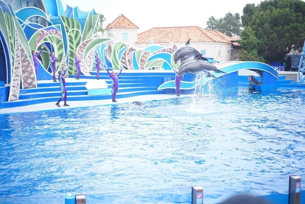 Sea World Tips - See Dolphin Days