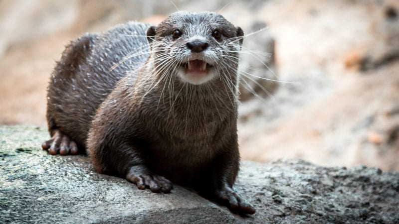 Asian Small clawed Otter 0072 2545 1920x1080 e1566416980341