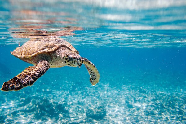 secret turtle town in maui