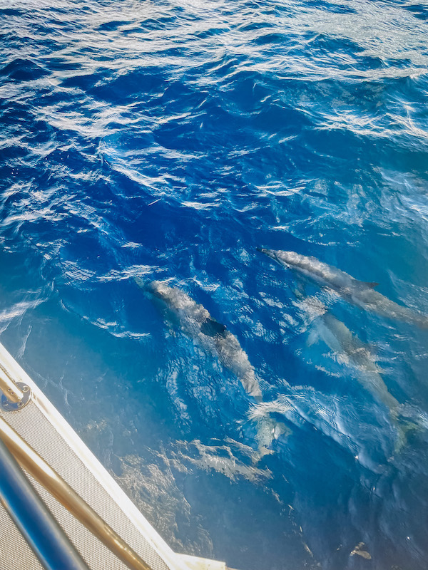 dolphins from dolphin cruise at Soneva Fushi