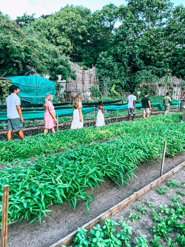 Walking through the garden of Shades of Green