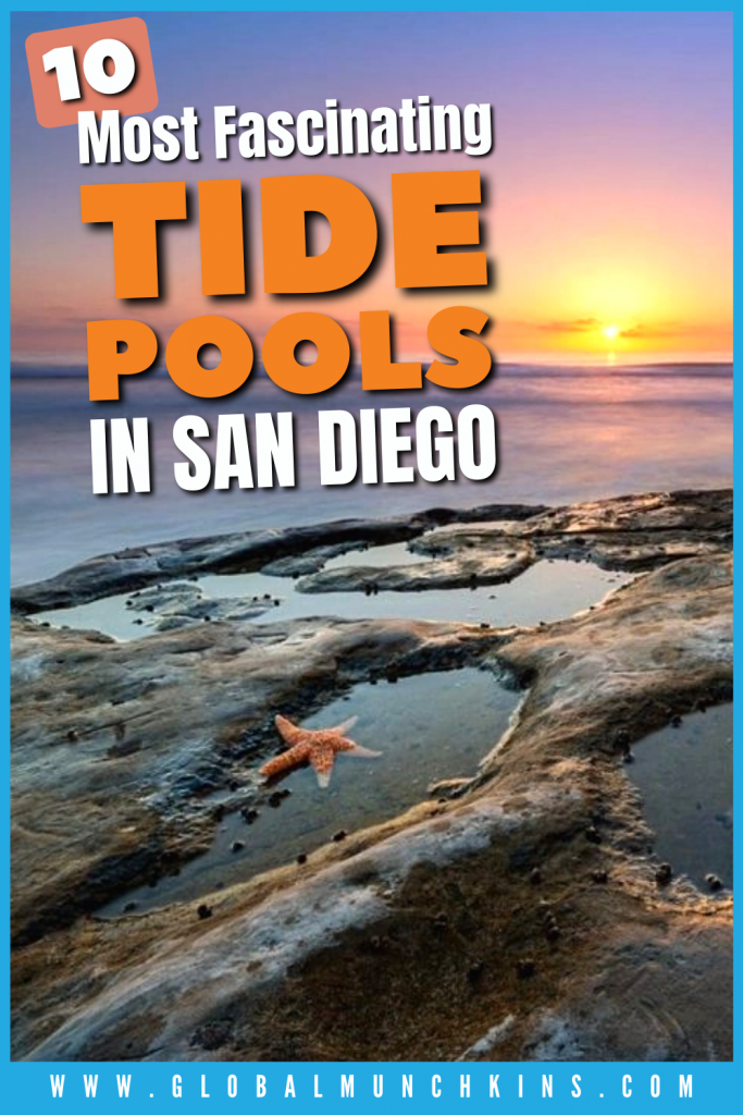 Pin Most Fascinating Tide Pools In San Diego Rookie Moms