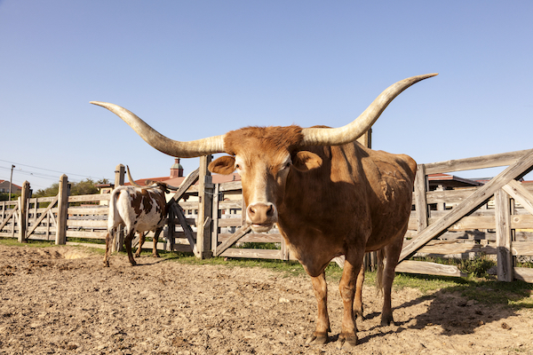 Stockyards in Fort Worth