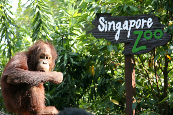 things to do in Singapore with kids