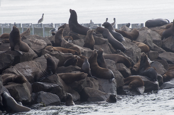 things to do in Newport Oregon