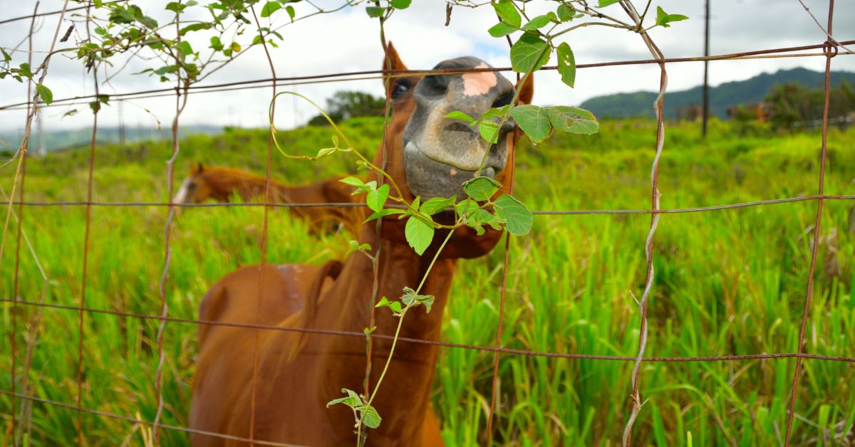 horseback riding in kauai - happy looking horse in Kauai near a fence