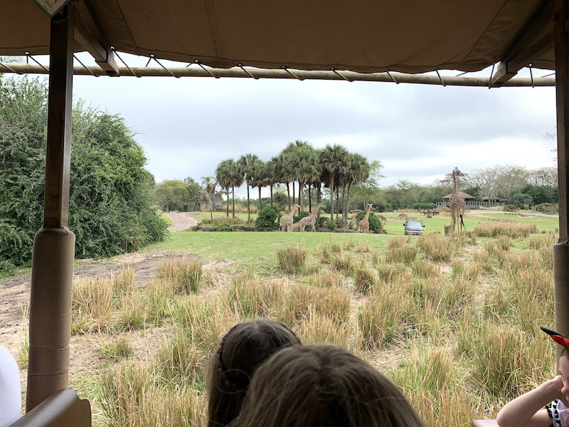 Animal Kingdom safari 