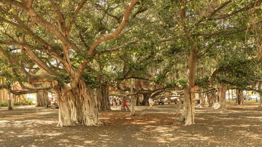Top Things to do in Lahaina! One of the best towns in Maui 6 lahaina banyan tree 1920x1078