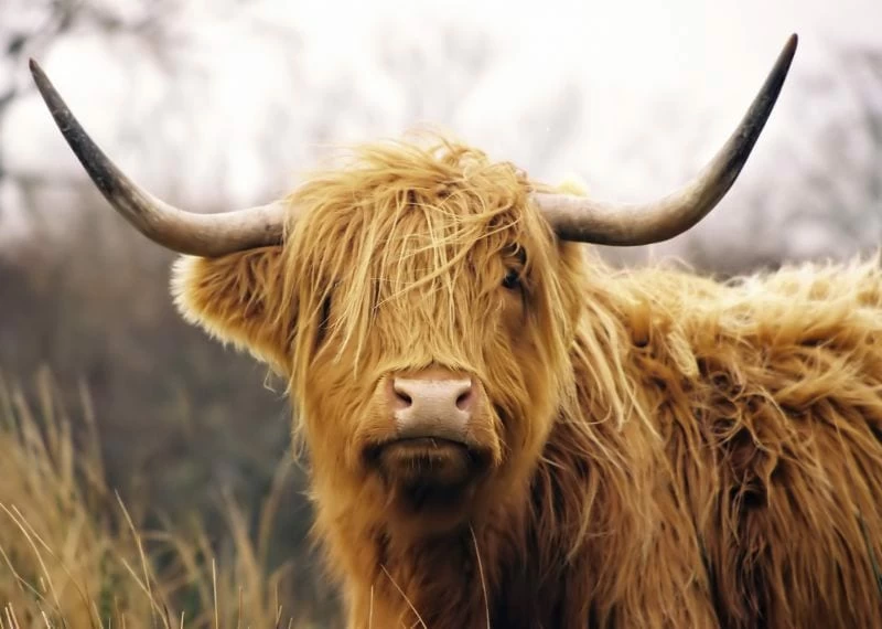 15 Amazing things to do in Edinburgh - Incredible Sights, Museums & More! 1 Hairy Coo
