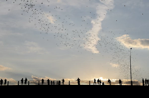 15 Fun Things To Do In Austin With Kids 13 Seeing bats things to do in Austin with kids