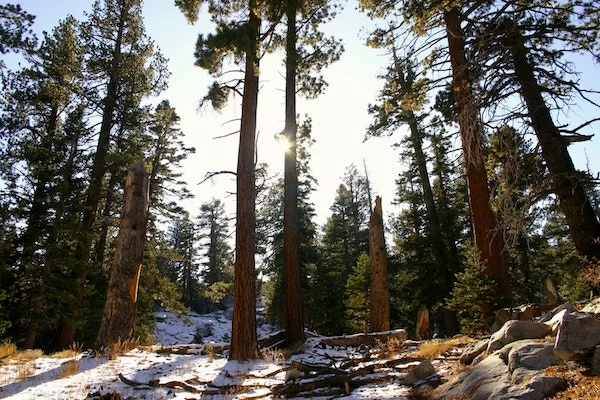 10 Amazing Things to do In Idyllwild 3 things to do in Idyllwild