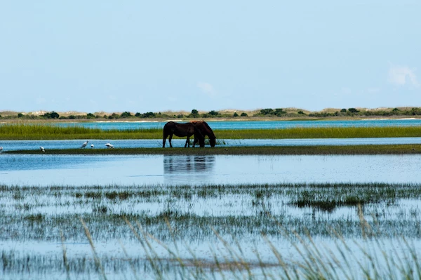 15 Fun Things To Do In Ocracoke Island, NC That You'll Love! 6 things to do in Ocracoke Island