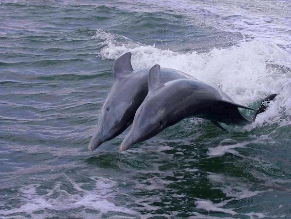 15 of the Best Things To Do In Naples Florida 7 things to do in Naples Florida