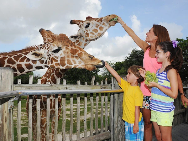 12 Awesome Things To Do with Kids in Miami you'll Love! 11 things to do with kids in Miami