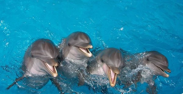 Top 20 of the Best Things to Do in 30A, Florida! 25 things to do in 30a