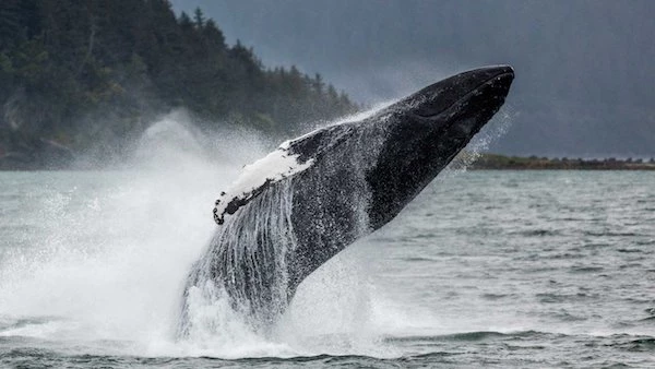 Juneau Whale Watching